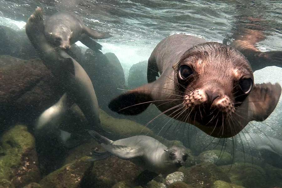 Seals in Galapagos Islands Ecuador