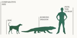 Size of Komodo Dragon