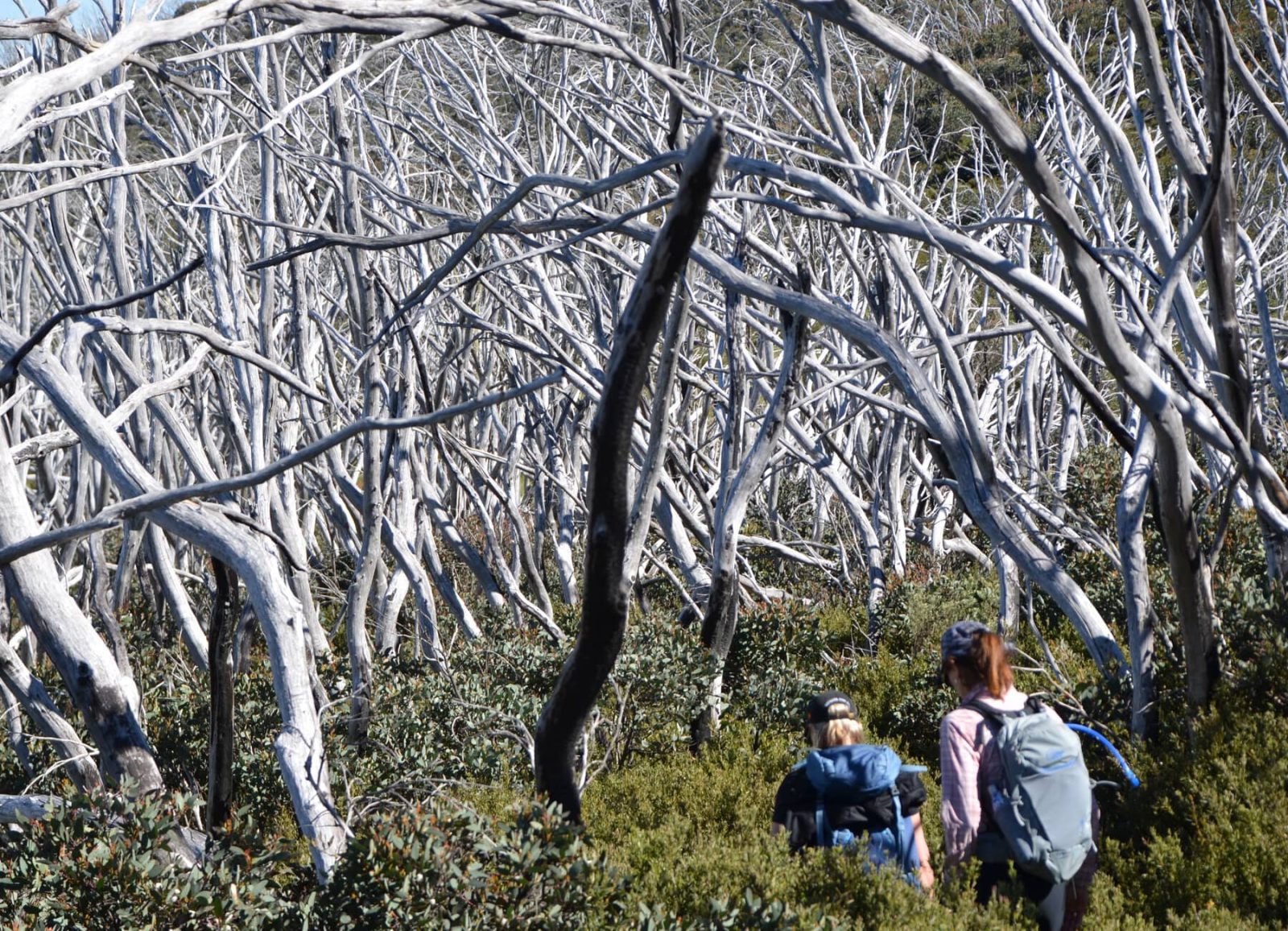 Greay trees of razorback trek Victoria