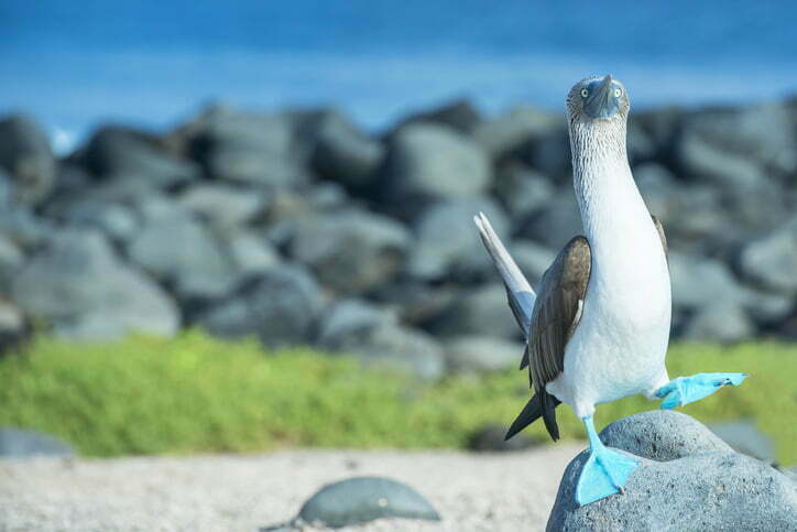 Read more about the article Galapagos Adventure