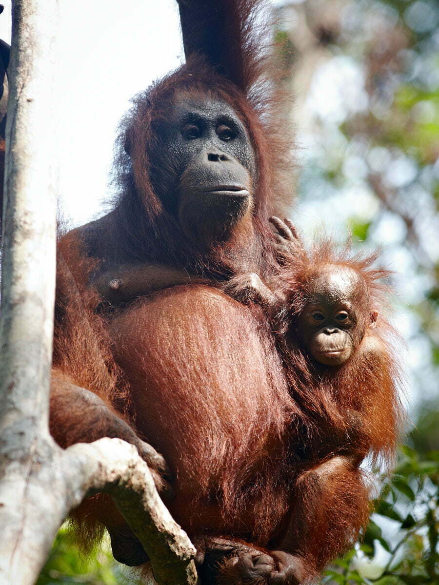 Read more about the article Orangutans in Borneo