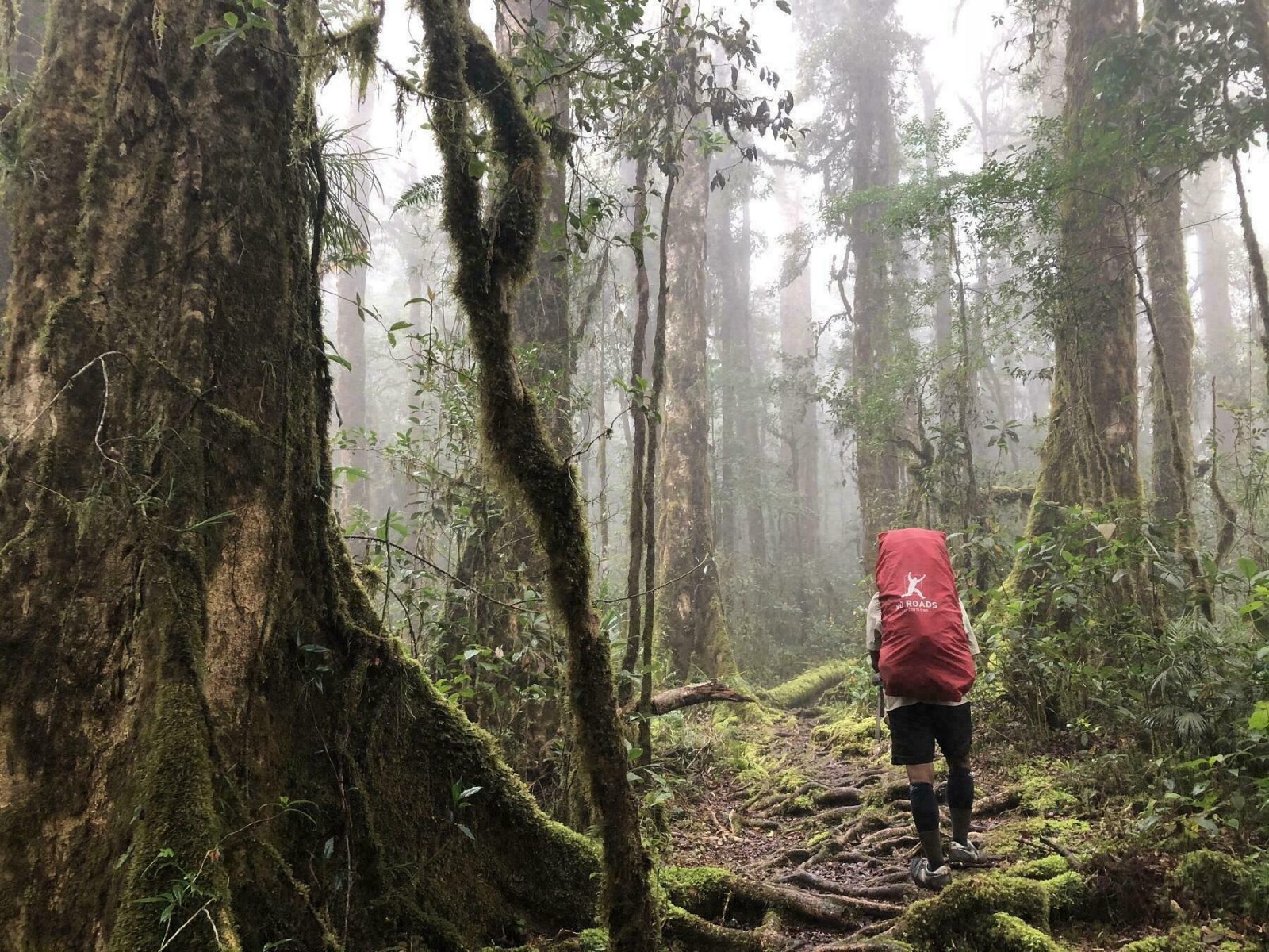 Misty forest on the Kokoda track