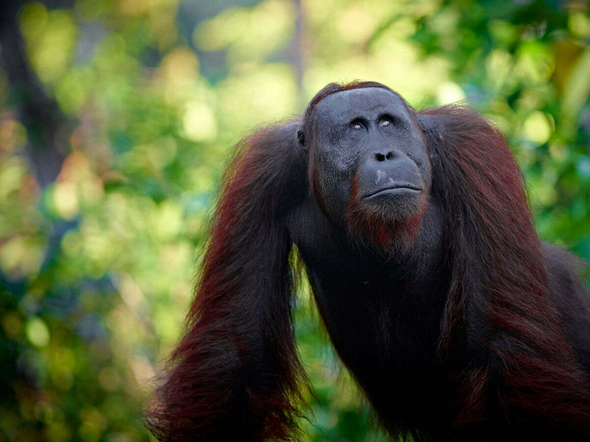 Read more about the article Great Creatures Orangutans and Dragons