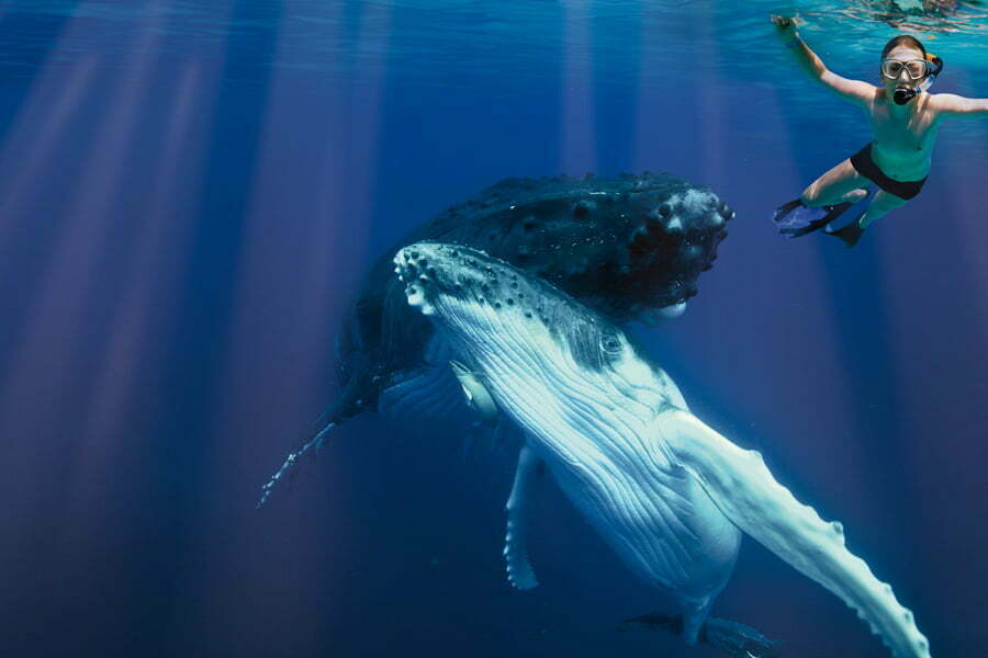 Read more about the article 8 Day Humpback Encounter