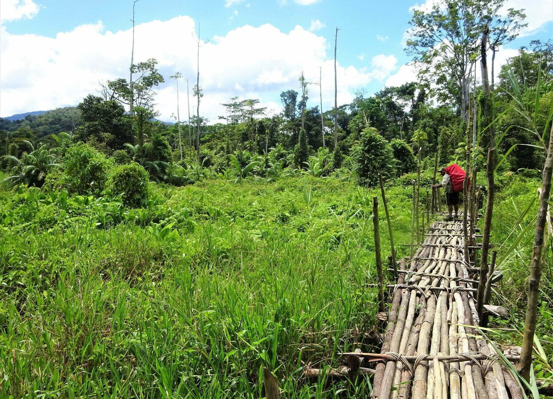 Navigating the swamps along the Kokoda Track