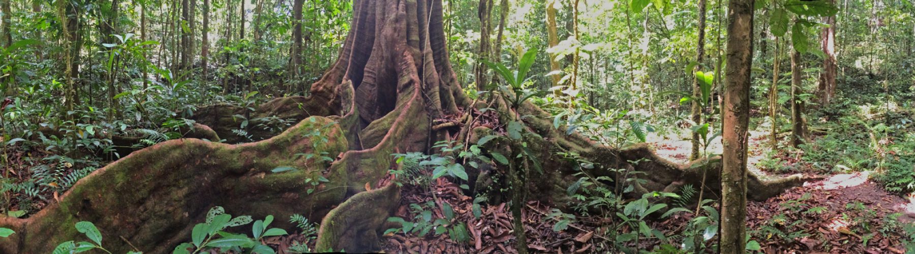 Large-tree-Vuale-Creek-Kokoda